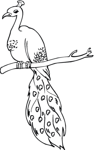 Perched Peacock Coloring Page